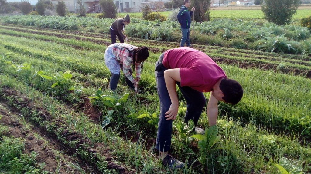 Trabajo con la Tierra